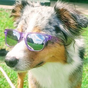 Meet your Posher, Dawn